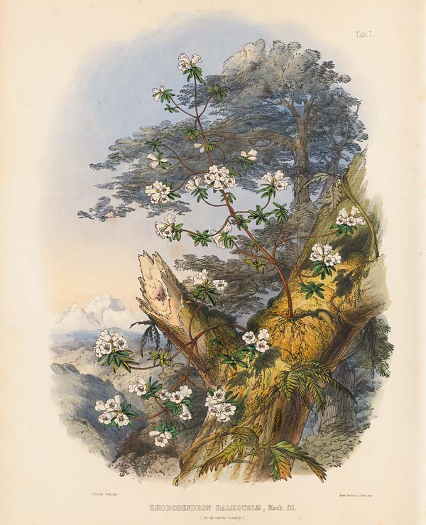 Frontispiece from The Rhododendrons of Sikkim-Himalaya